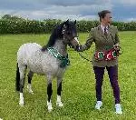 Ballinacarrig Welsh Ponies